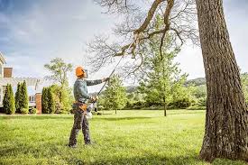 Best Fruit Tree Pruning  in Golden Triangle, NJ